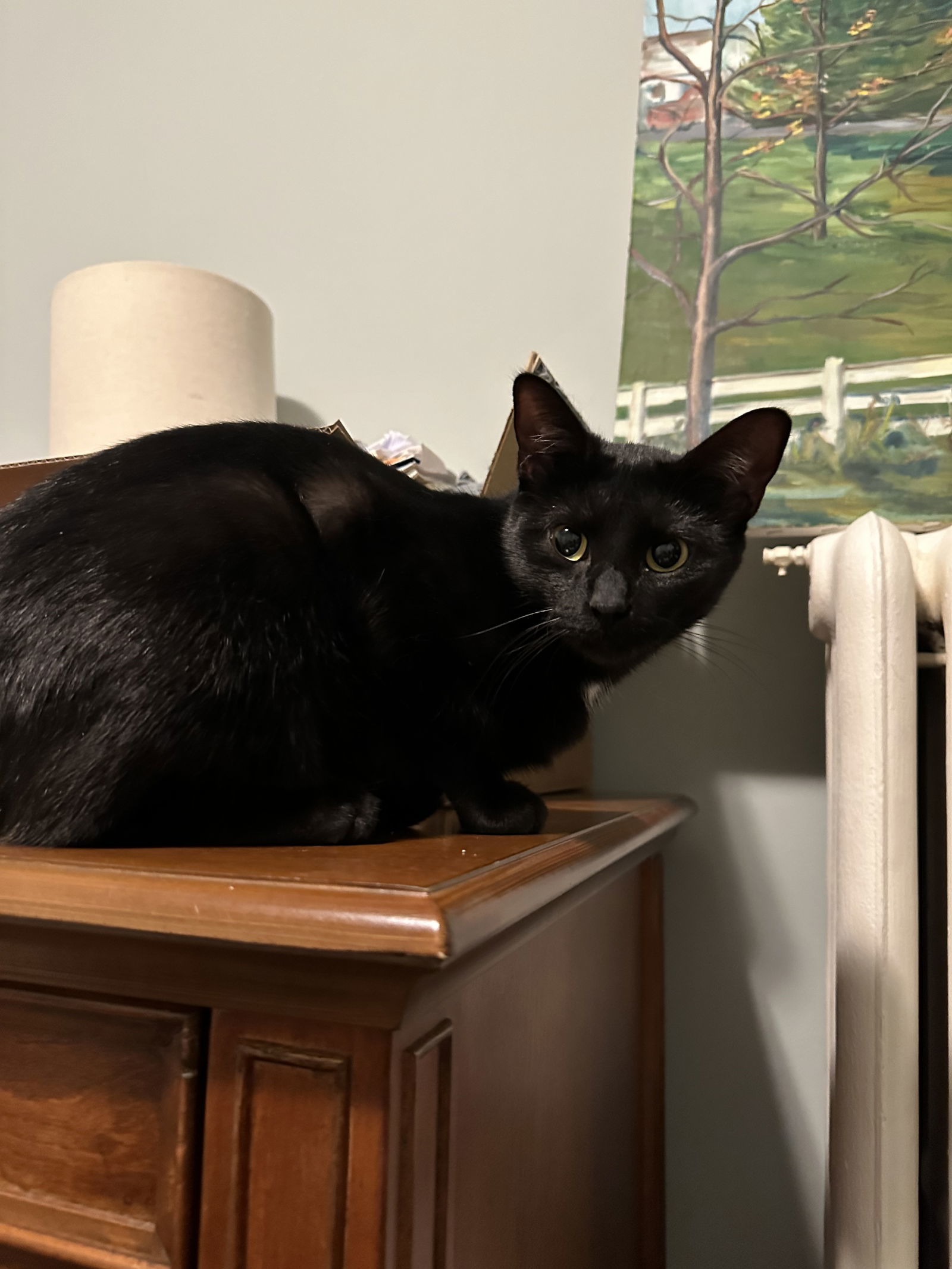 Miso