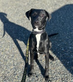 Animal Profile Sabrina was born outside on the Wapato Reservation Her owner was not interested i