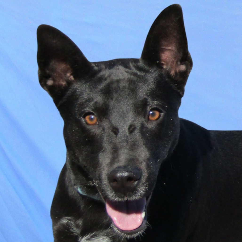 Eisley, an adoptable Mixed Breed in Las Cruces, NM, 88012 | Photo Image 1