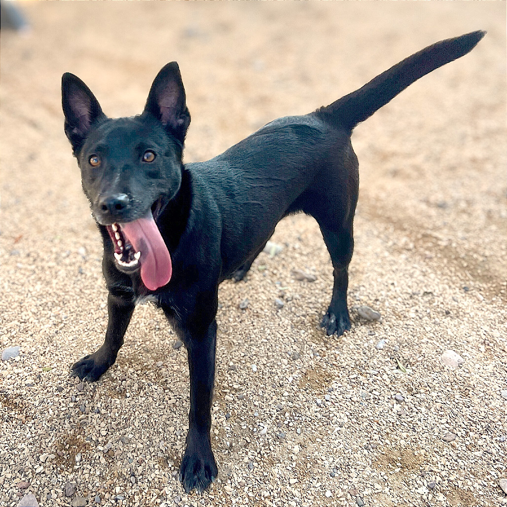 Eisley, an adoptable Mixed Breed in Las Cruces, NM, 88012 | Photo Image 1