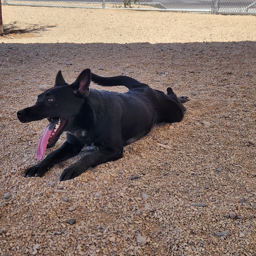 Eisley, an adoptable Mixed Breed in Las Cruces, NM, 88012 | Photo Image 2