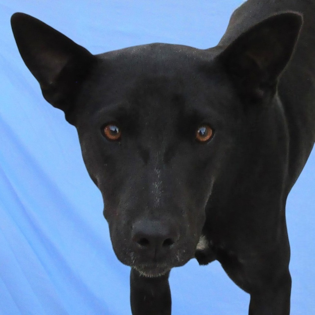 Eisley, an adoptable Mixed Breed in Las Cruces, NM, 88012 | Photo Image 2