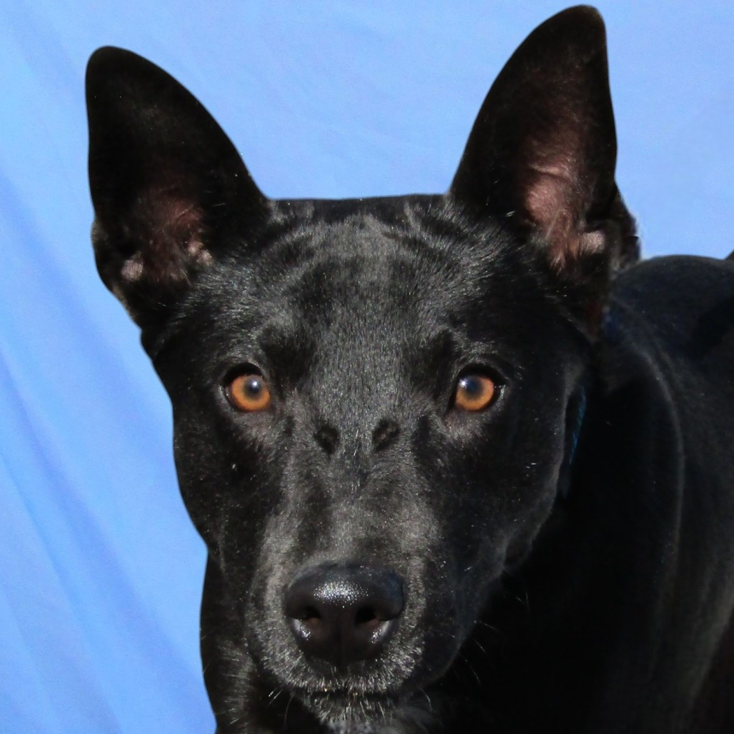 Eisley, an adoptable Mixed Breed in Las Cruces, NM, 88012 | Photo Image 2
