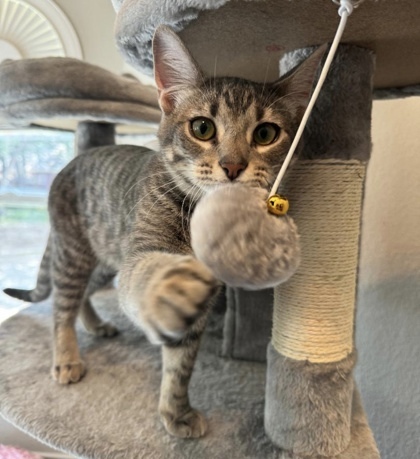 Tres, an adoptable Ocicat, Domestic Short Hair in Fort Worth, TX, 76102 | Photo Image 1