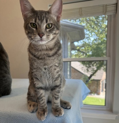 Tres, an adoptable Ocicat, Domestic Short Hair in Fort Worth, TX, 76102 | Photo Image 2