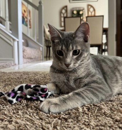 Tres, an adoptable Ocicat, Domestic Short Hair in Fort Worth, TX, 76102 | Photo Image 3