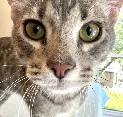 Uno, an adoptable Ocicat, Domestic Short Hair in Fort Worth, TX, 76102 | Photo Image 1