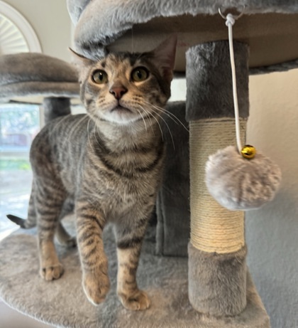 Uno, an adoptable Ocicat, Domestic Short Hair in Fort Worth, TX, 76102 | Photo Image 2