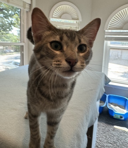 Uno, an adoptable Ocicat, Domestic Short Hair in Fort Worth, TX, 76102 | Photo Image 3