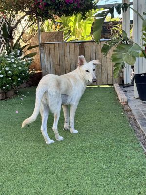 Grace Kelly Husky Dog