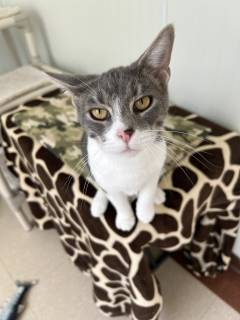 Comet, Baby Male Domestic Short Hair