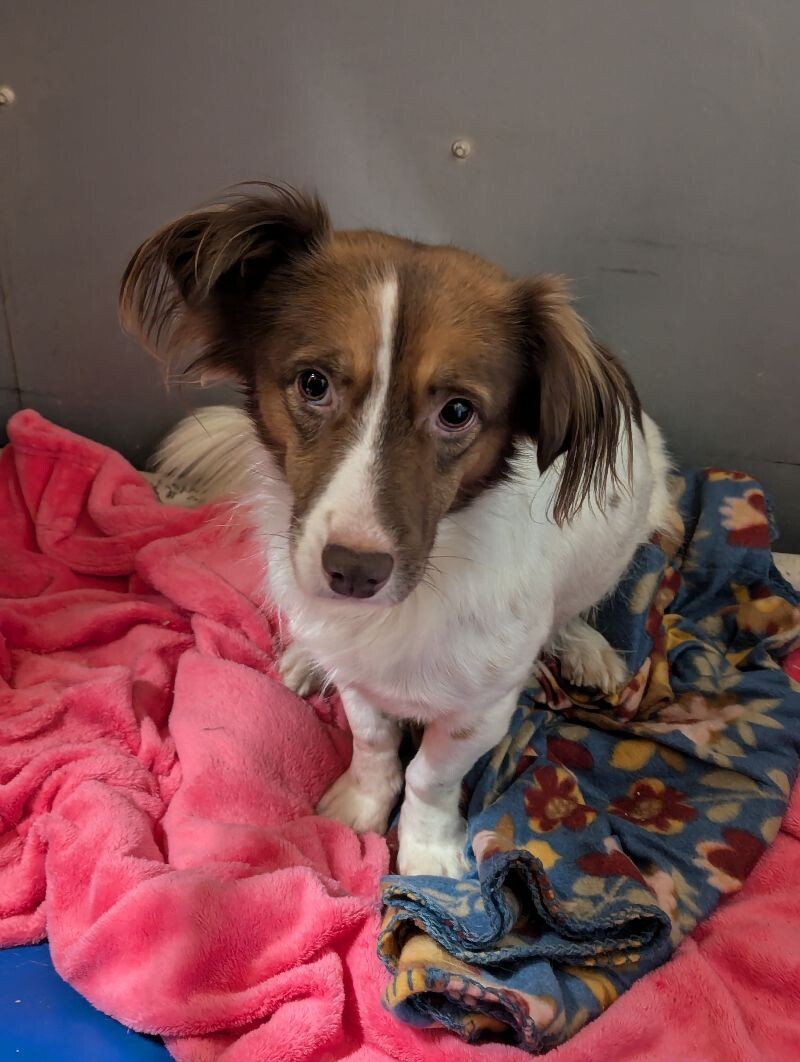 Moe, an adoptable Papillon, Mixed Breed in Windsor, CO, 80550 | Photo Image 1