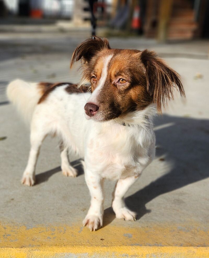 Moe, an adoptable Papillon, Mixed Breed in Windsor, CO, 80550 | Photo Image 2