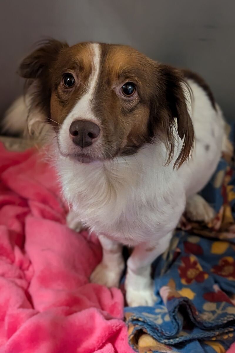 Moe, an adoptable Papillon, Mixed Breed in Windsor, CO, 80550 | Photo Image 3