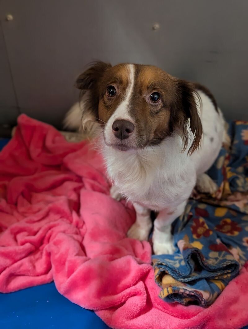 Moe, an adoptable Papillon, Mixed Breed in Windsor, CO, 80550 | Photo Image 4