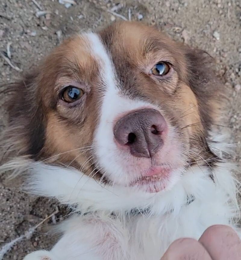 Moe, an adoptable Papillon, Mixed Breed in Windsor, CO, 80550 | Photo Image 5