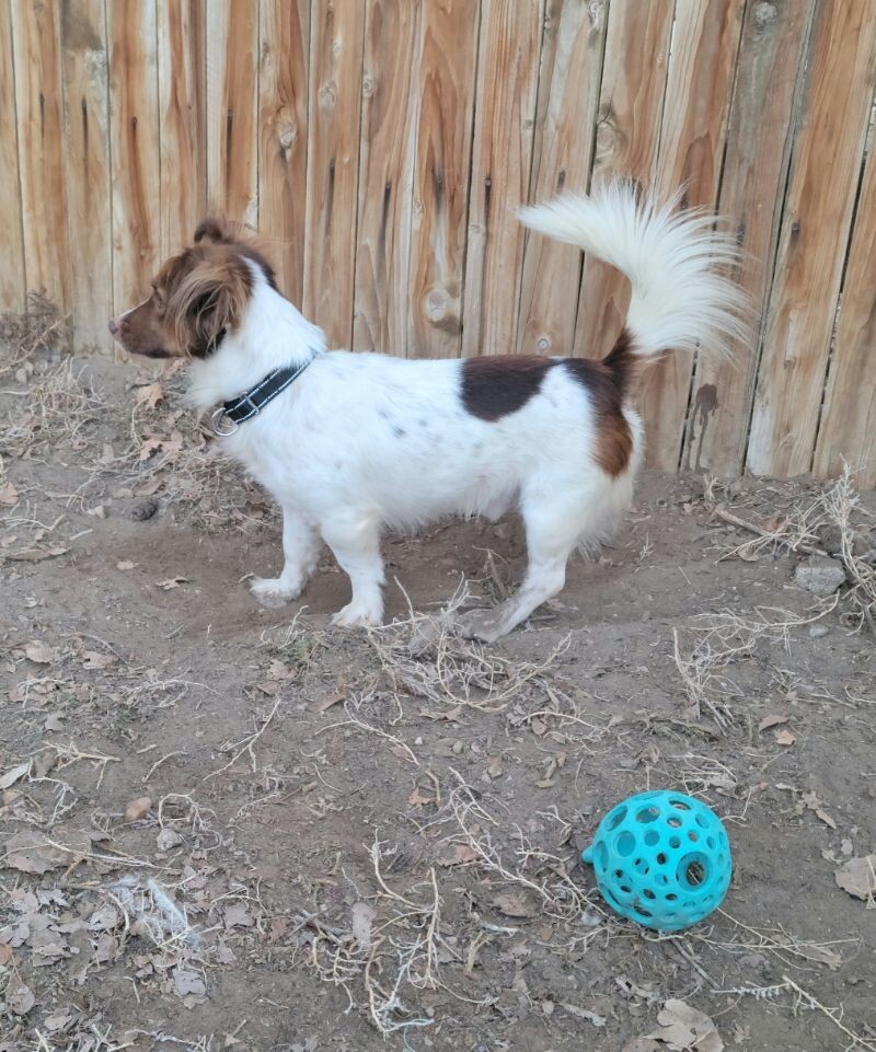 Moe, an adoptable Papillon, Mixed Breed in Windsor, CO, 80550 | Photo Image 6