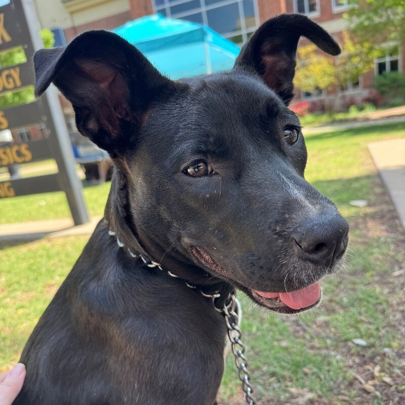 JULIET SWIFT, an adoptable Mixed Breed, Pit Bull Terrier in lawton, OK, 73507 | Photo Image 1