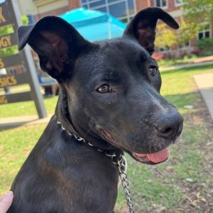 JULIET SWIFT, Adult Female Mixed Breed