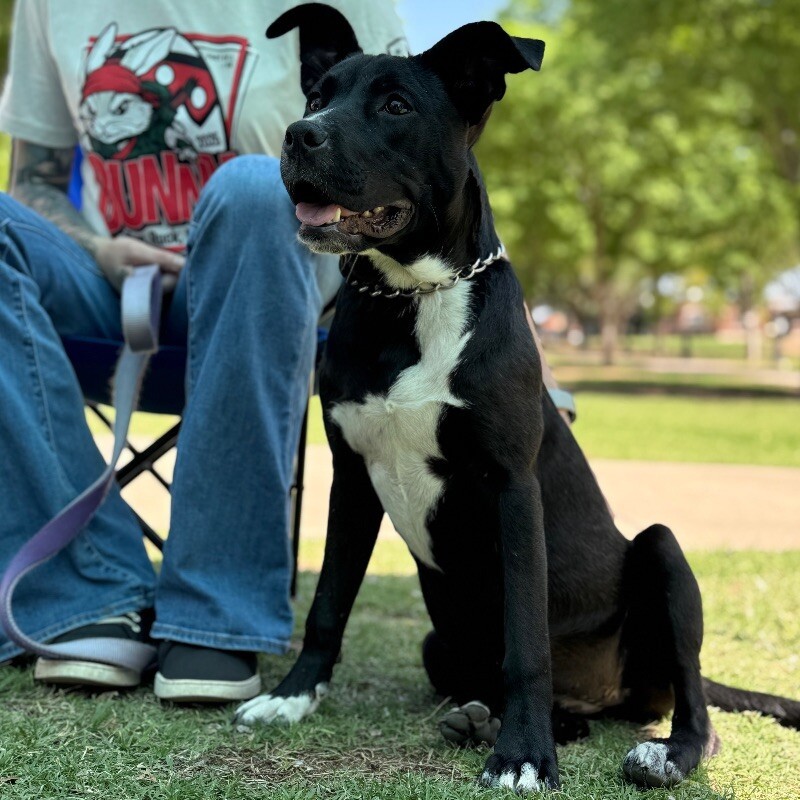 JULIET SWIFT, an adoptable Mixed Breed, Pit Bull Terrier in lawton, OK, 73507 | Photo Image 2