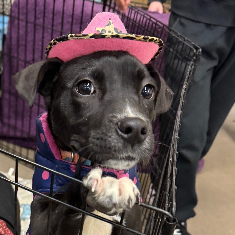 JULIET SWIFT, an adoptable Mixed Breed, Pit Bull Terrier in lawton, OK, 73507 | Photo Image 3