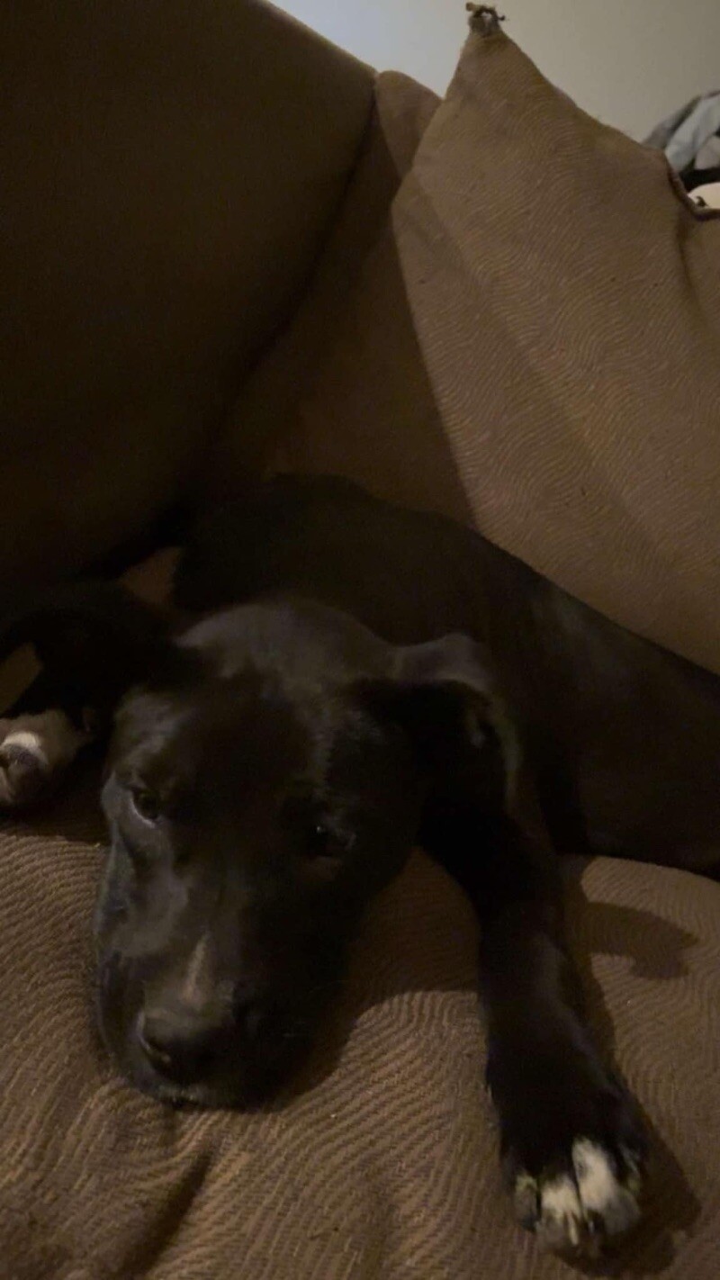 JULIET SWIFT, an adoptable Mixed Breed, Pit Bull Terrier in lawton, OK, 73507 | Photo Image 3