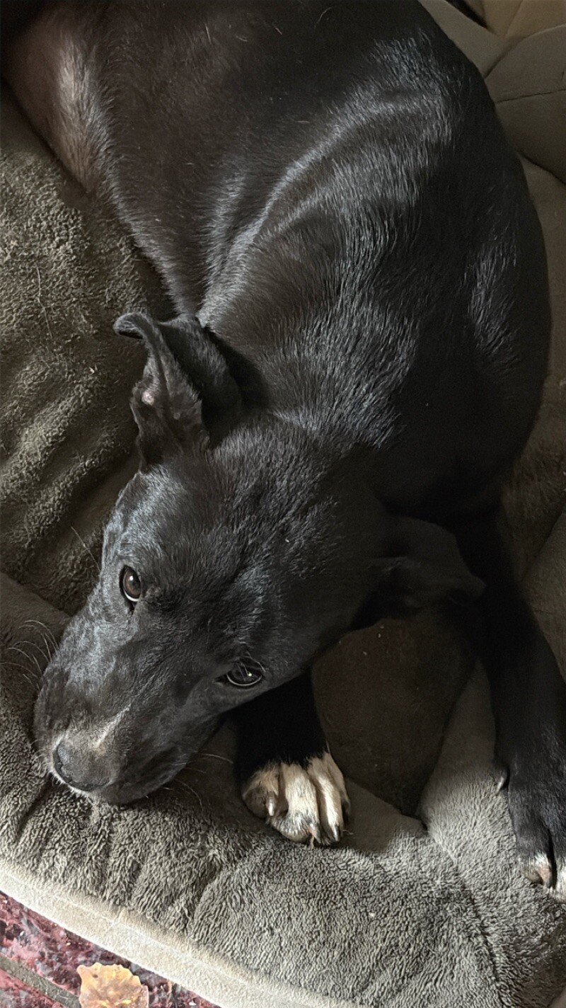 JULIET SWIFT, an adoptable Mixed Breed, Pit Bull Terrier in lawton, OK, 73507 | Photo Image 4