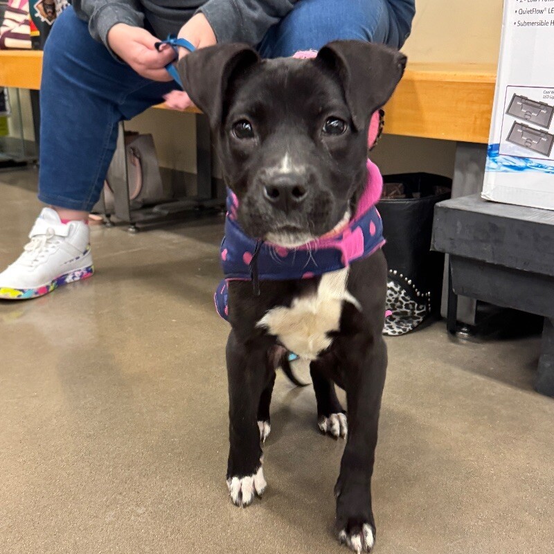JULIET SWIFT, an adoptable Mixed Breed, Pit Bull Terrier in lawton, OK, 73507 | Photo Image 5