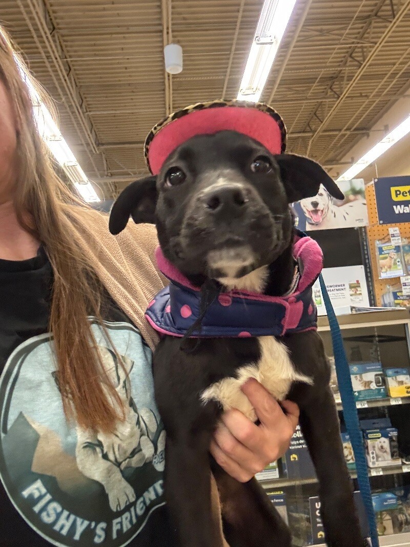 JULIET SWIFT, an adoptable Mixed Breed, Pit Bull Terrier in lawton, OK, 73507 | Photo Image 6