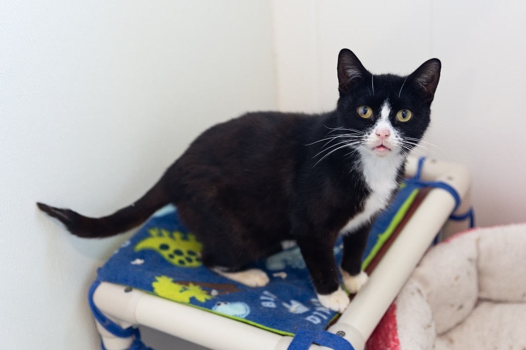 Hercules, an adoptable Domestic Short Hair in Redwood Falls, MN, 56283 | Photo Image 1
