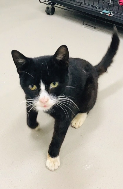 Hercules, an adoptable Domestic Short Hair in Redwood Falls, MN, 56283 | Photo Image 2