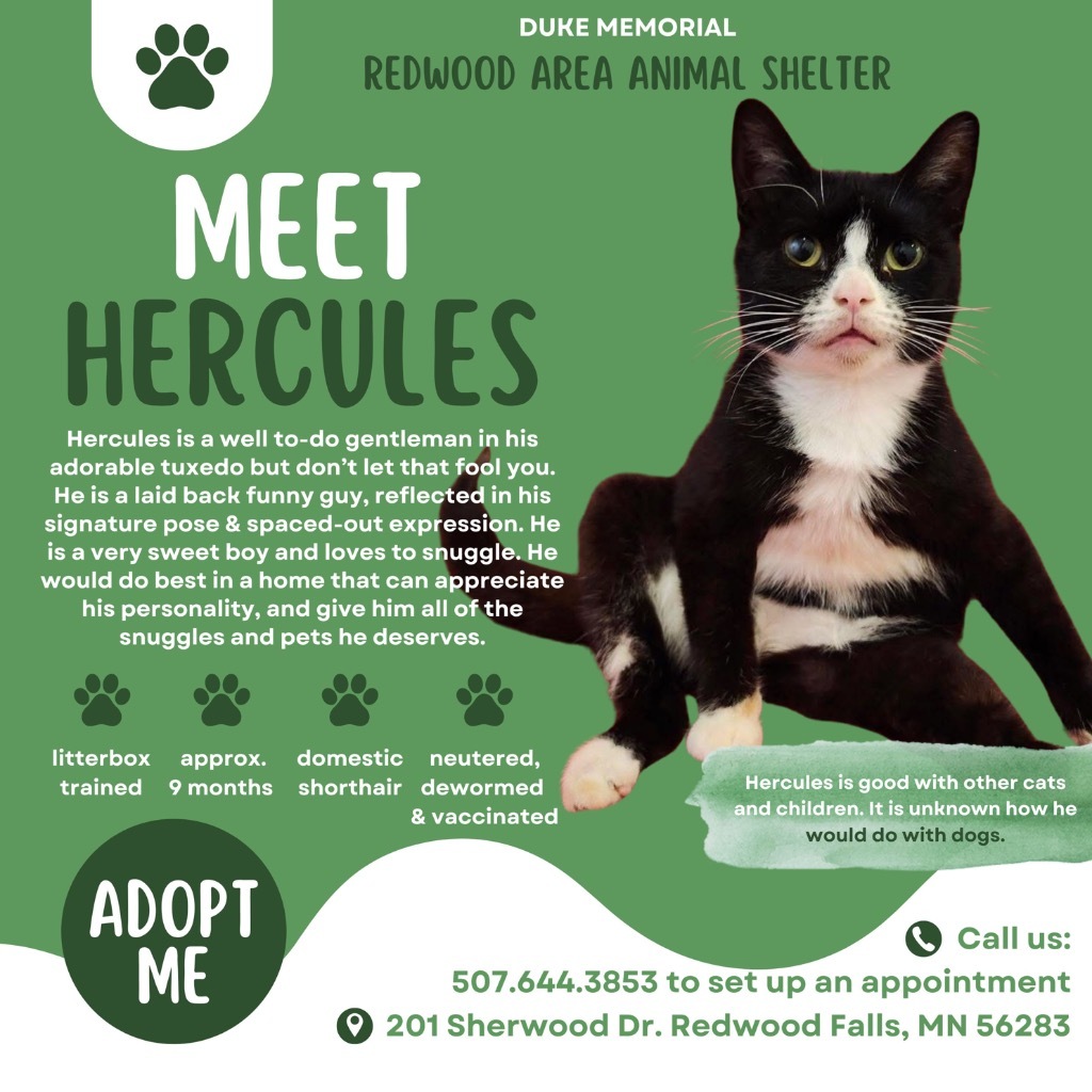 Hercules, an adoptable Domestic Short Hair in Redwood Falls, MN, 56283 | Photo Image 3