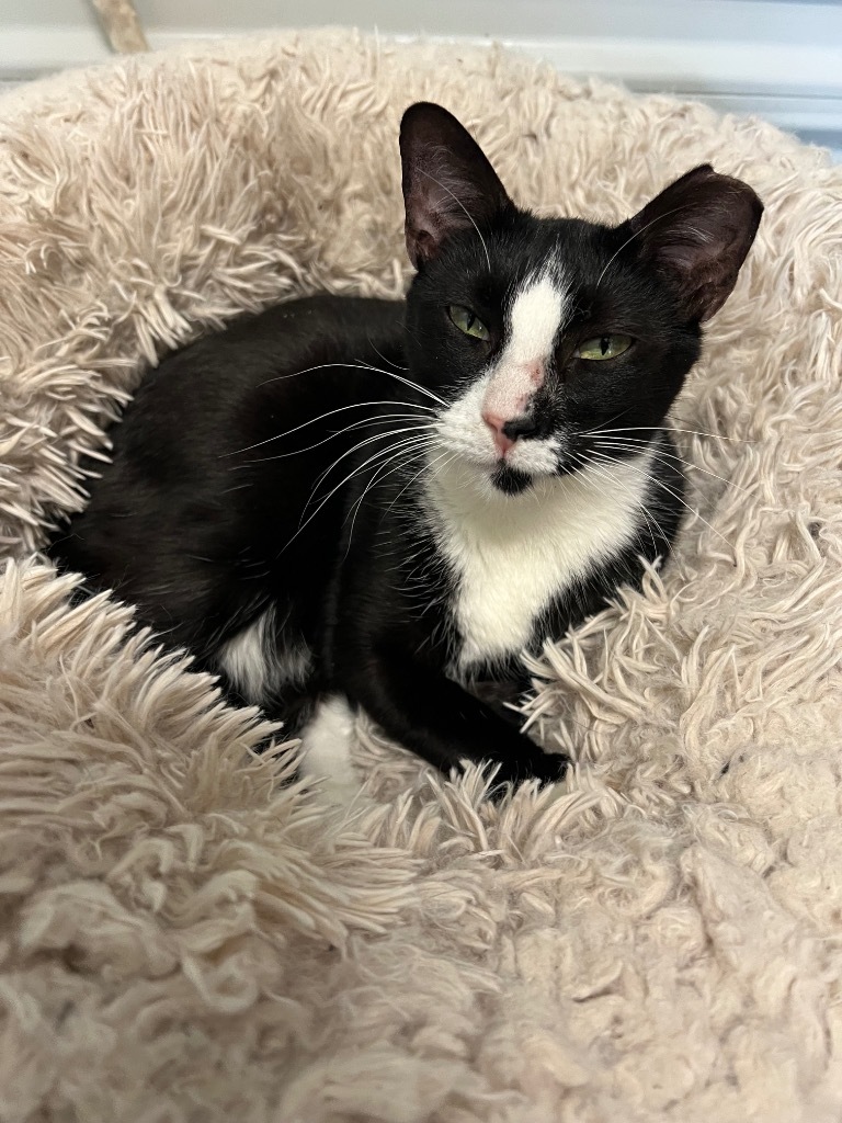Fiddle, an adoptable Domestic Short Hair in Saint Francisville, LA, 70775 | Photo Image 1