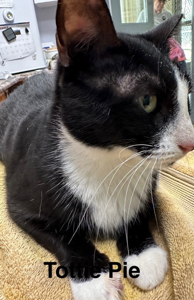Tottie Pie, an adoptable Domestic Short Hair in Saint Francisville, LA, 70775 | Photo Image 1