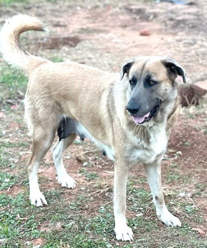Ellie, an adoptable Great Pyrenees, Anatolian Shepherd in Winter Park, CO, 80482 | Photo Image 1