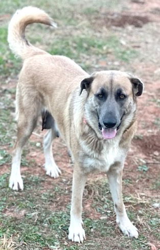 Ellie, an adoptable Great Pyrenees, Anatolian Shepherd in Winter Park, CO, 80482 | Photo Image 2