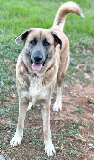 Ellie, an adoptable Great Pyrenees, Anatolian Shepherd in Winter Park, CO, 80482 | Photo Image 3