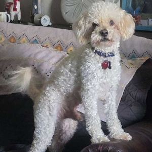 Riley Marco is a super cute 10 year old Pekapoo He is very frienldy and good with other dogs He
