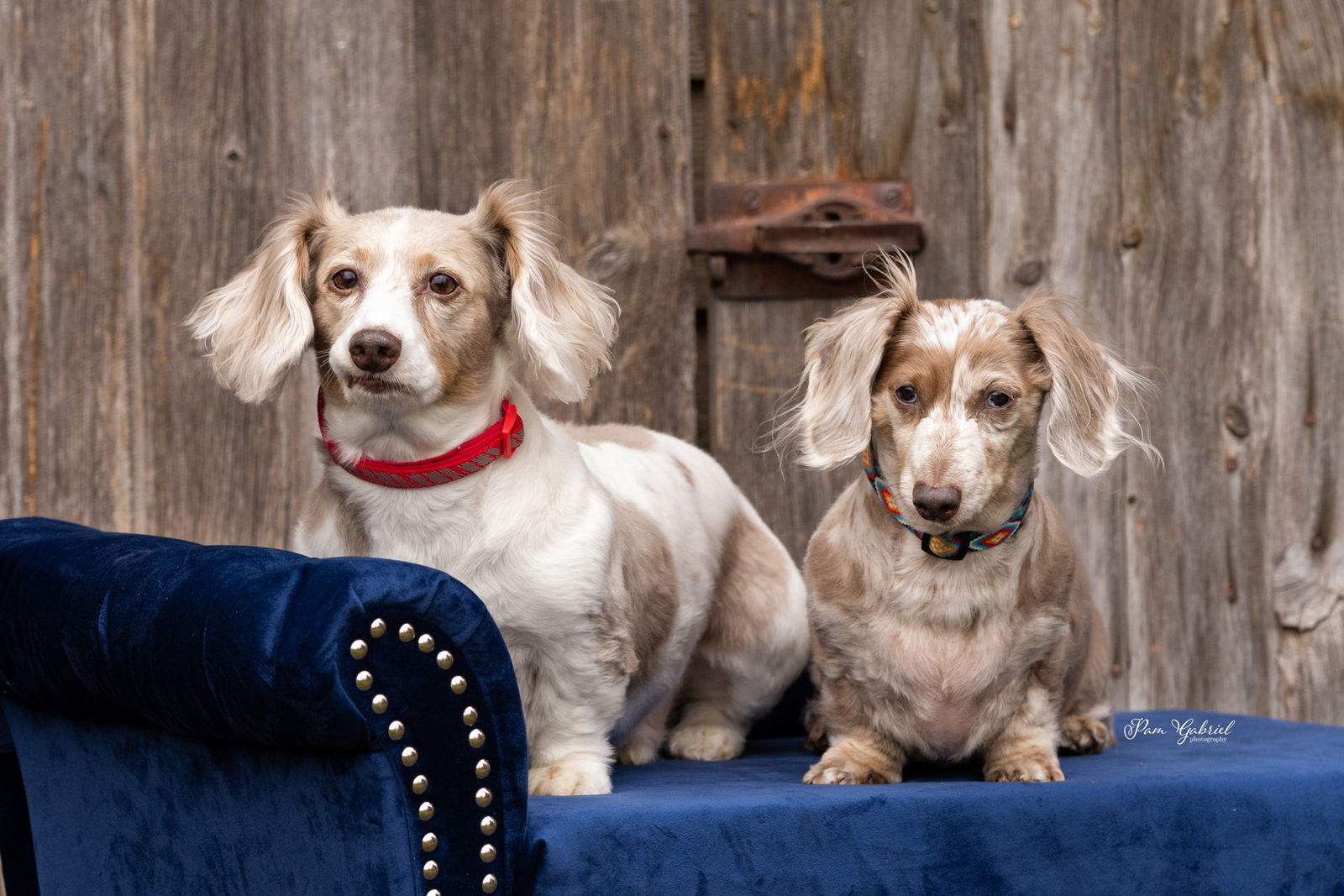 Cannoli and Mousse - BONDED PAIR