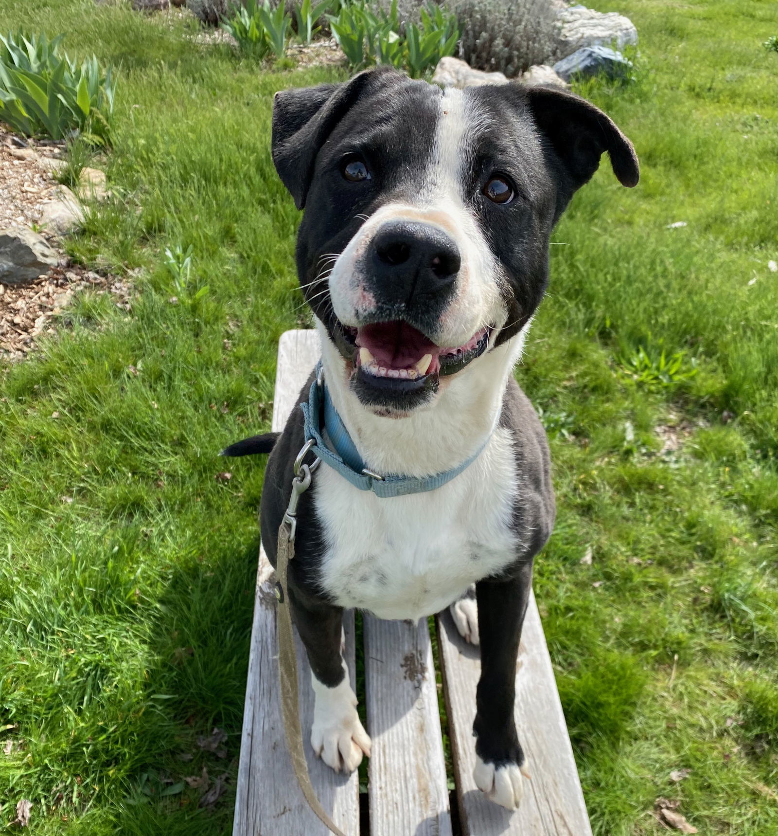 Mr Wiggles, an adoptable Border Collie, Pit Bull Terrier in Yreka, CA, 96097 | Photo Image 1