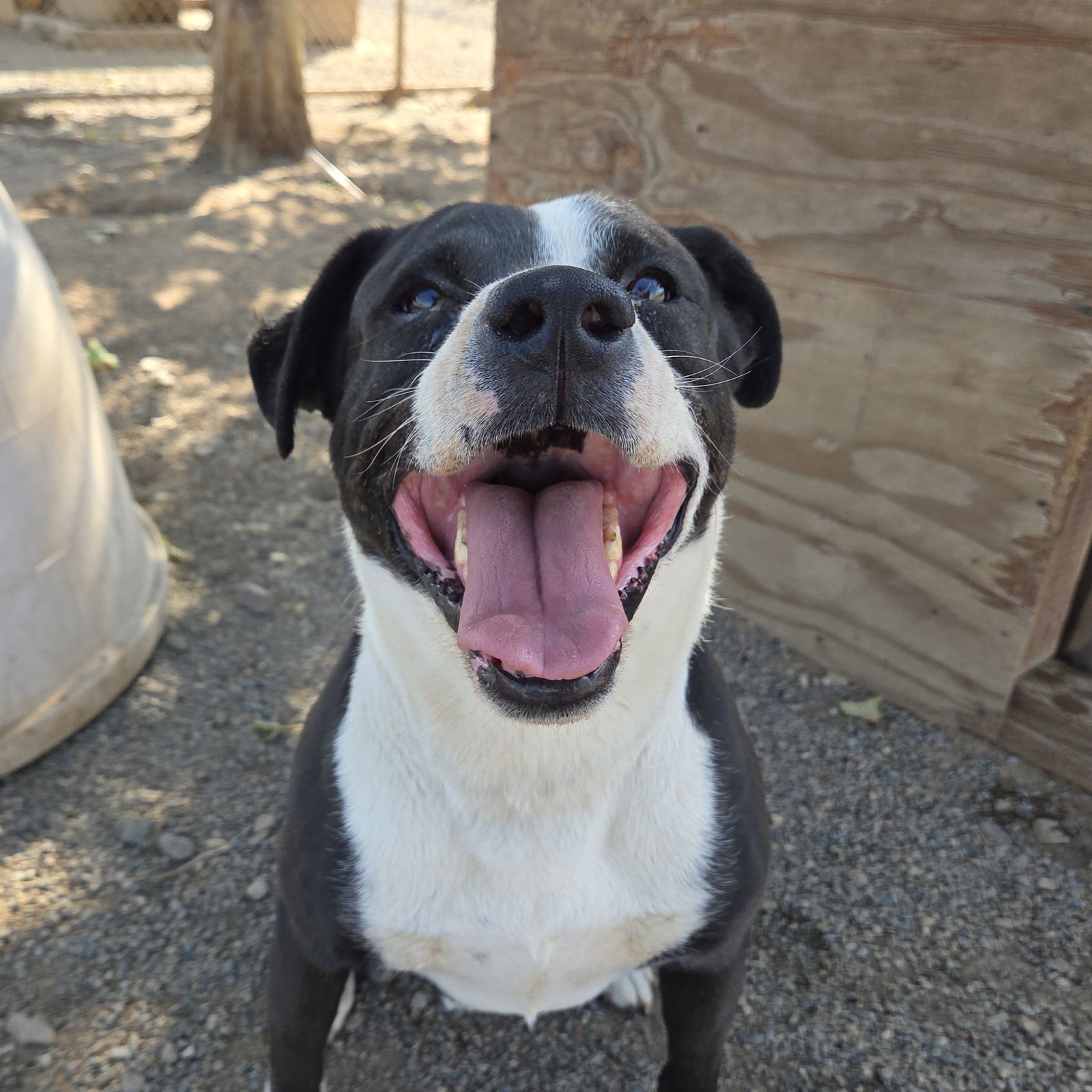 Mr Wiggles, an adoptable Border Collie, Pit Bull Terrier in Yreka, CA, 96097 | Photo Image 1