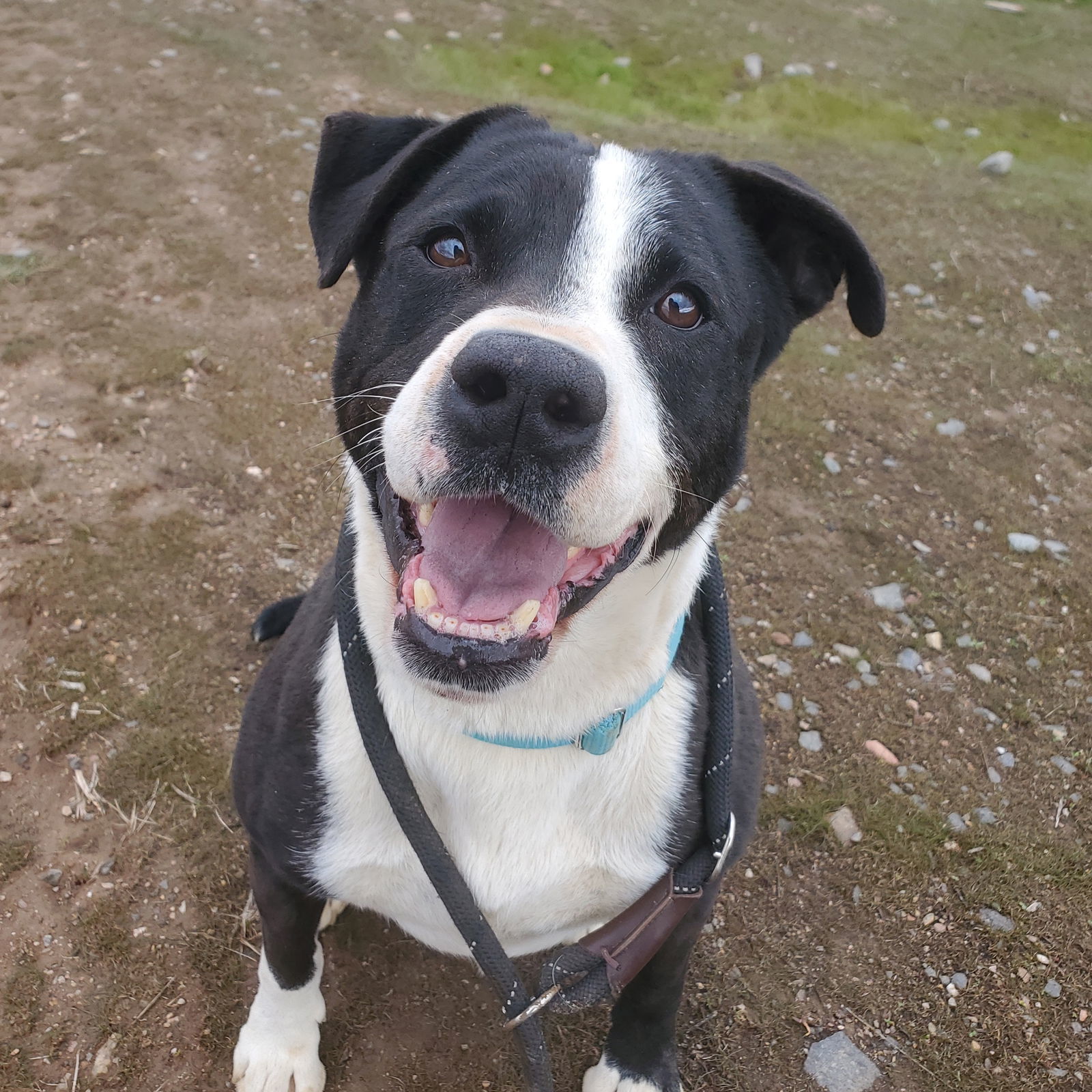 Mr Wiggles, an adoptable Border Collie, Pit Bull Terrier in Yreka, CA, 96097 | Photo Image 2