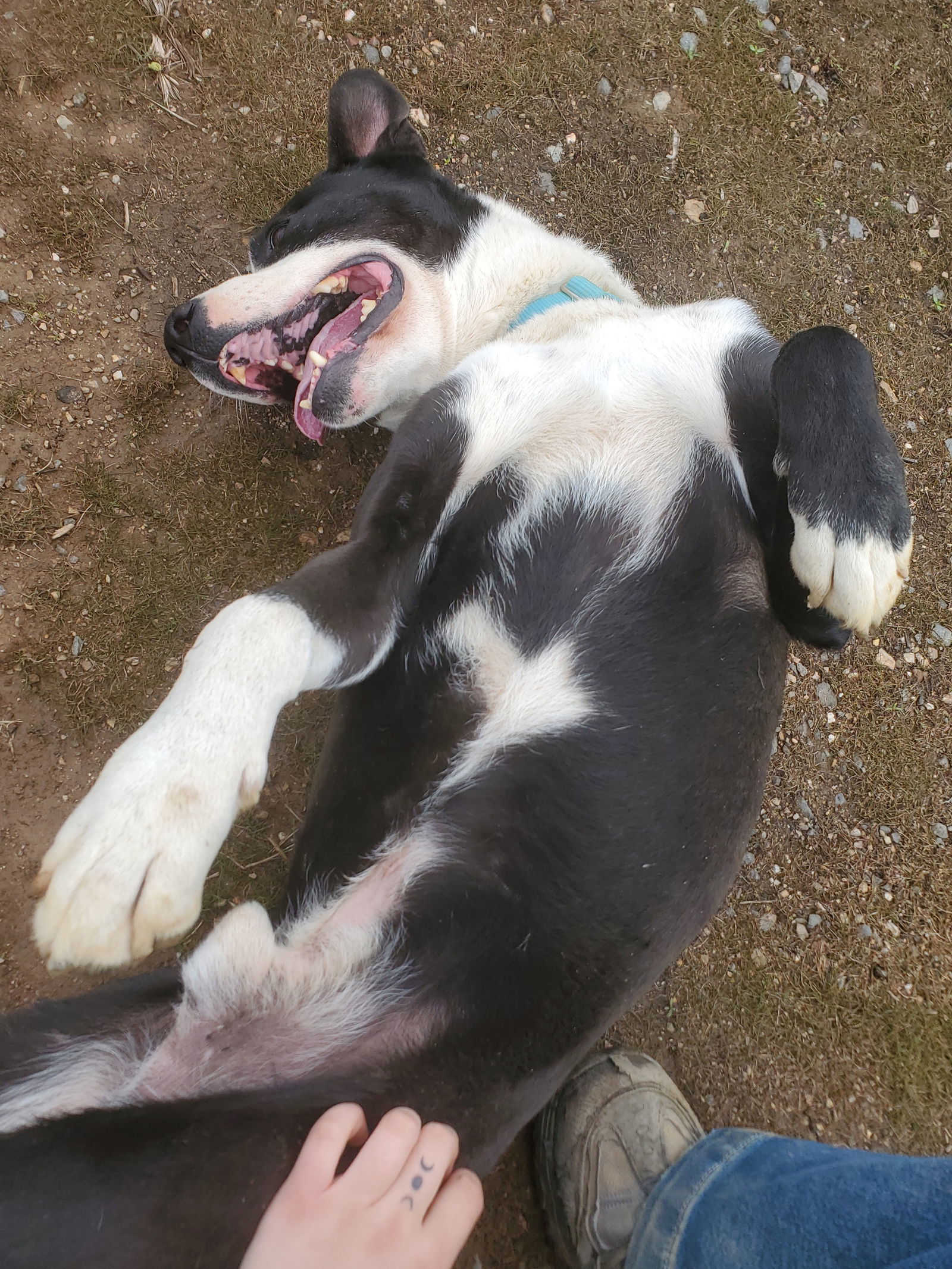Mr Wiggles, an adoptable Border Collie, Pit Bull Terrier in Yreka, CA, 96097 | Photo Image 3