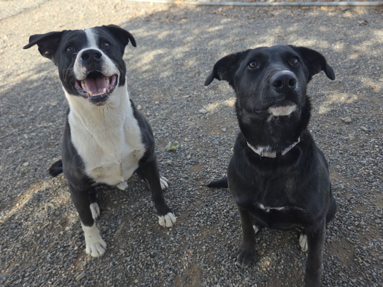 Mr Wiggles, an adoptable Border Collie, Pit Bull Terrier in Yreka, CA, 96097 | Photo Image 3
