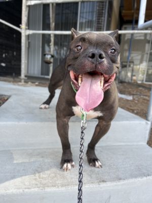 Elliot 3, Adult Male Mixed Breed