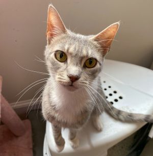 Mystique, Adult Female Domestic Short Hair