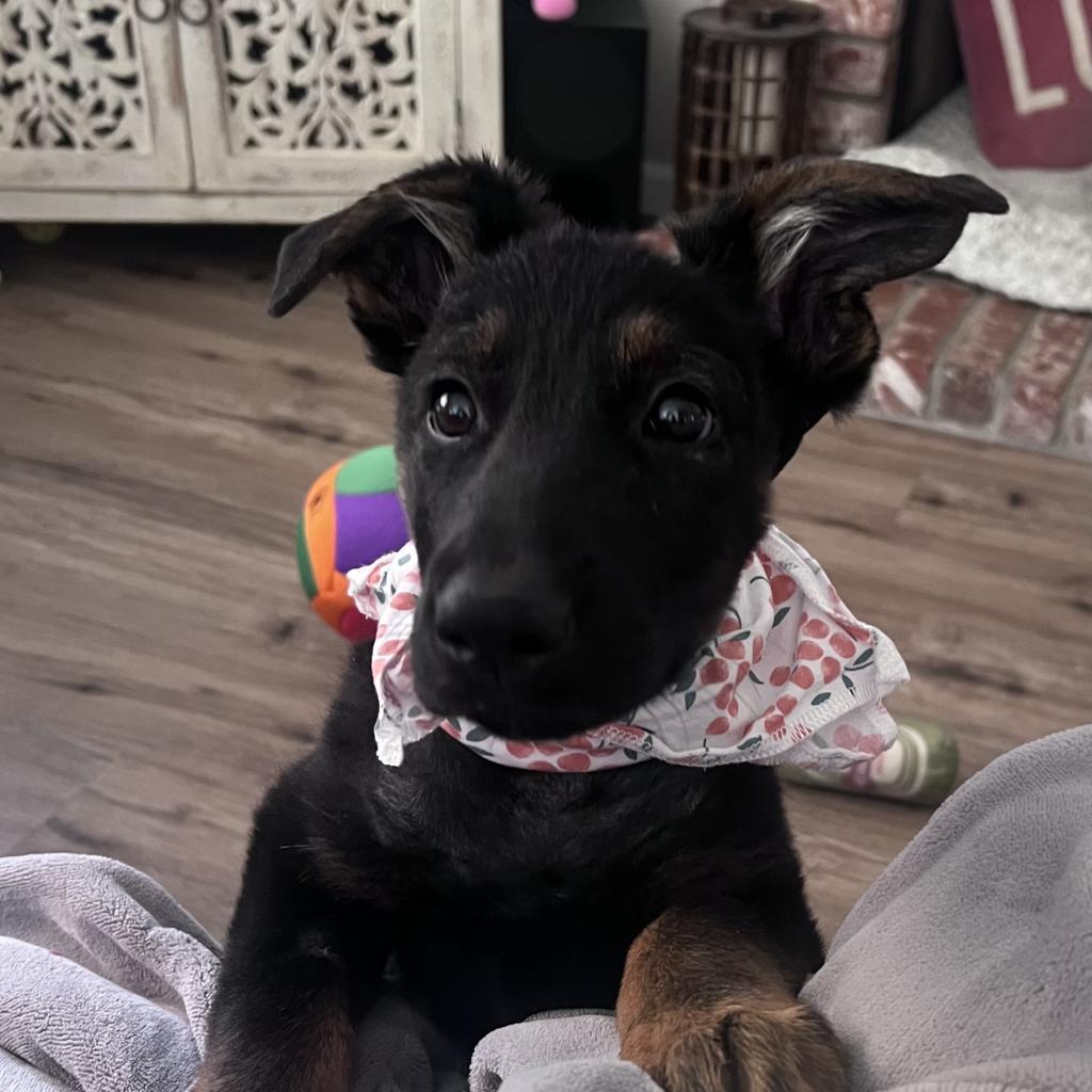 Little Bear