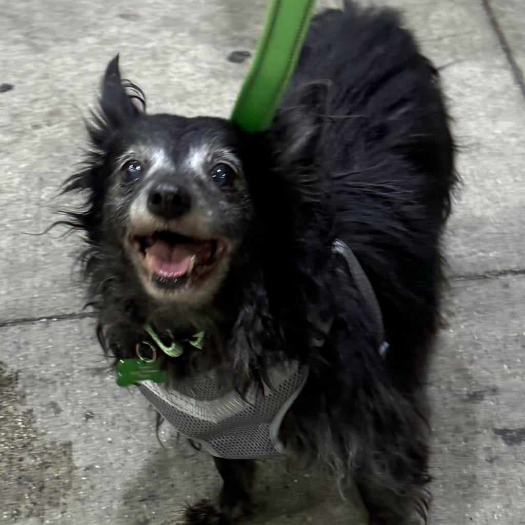 Tommy Boy, an adoptable Chihuahua, Pomeranian in Hudson, IL, 61748 | Photo Image 1