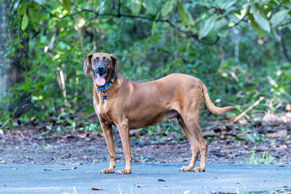 Bruno