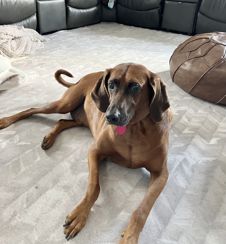 Bruno